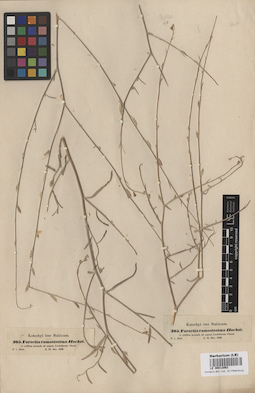 LE 00013063