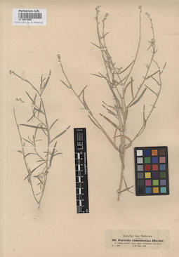 LE 00013065