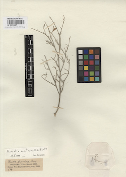 LE 00013067