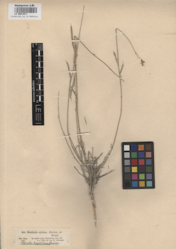 LE 00013071