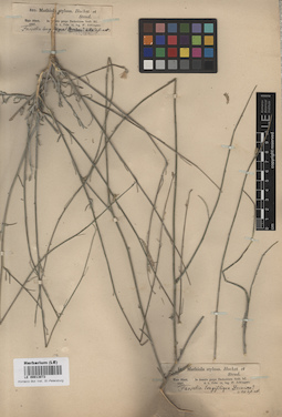 LE 00013073