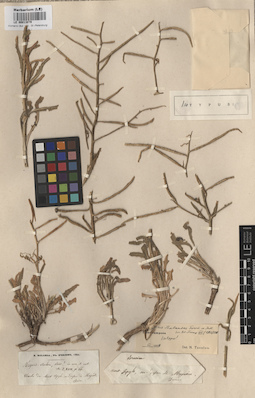 LE 00013079