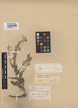 LE 00013091