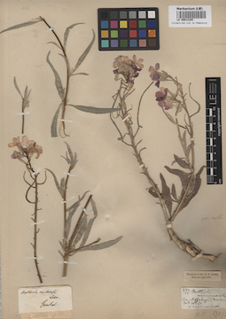 LE 00013104