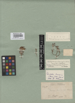 LE 00013118