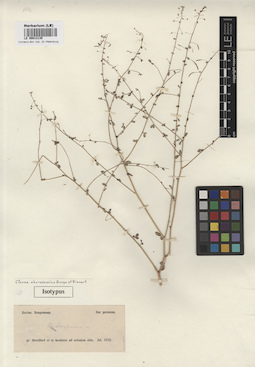 LE 00013135