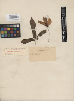 LE 00013148