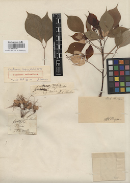 LE 00013149