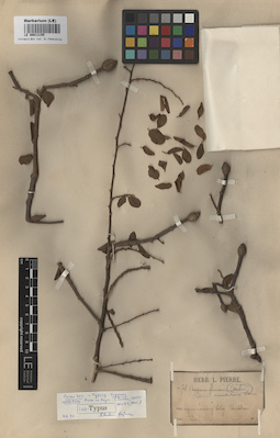 LE 00013155