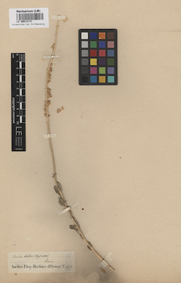 LE 00013173