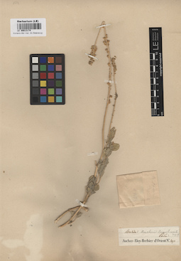 LE 00013174