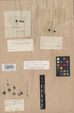 LE 00013181