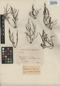 LE 00013191