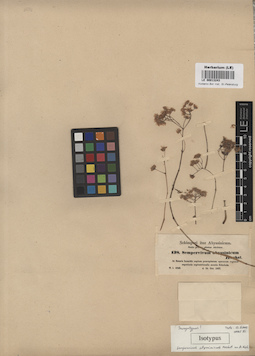 LE 00013243
