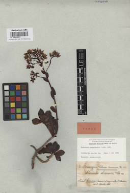 LE 00013247
