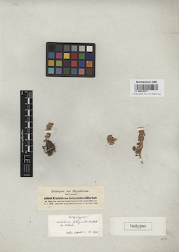 LE 00013277