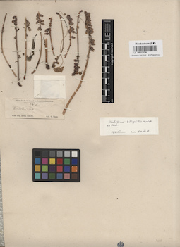 LE 00013278