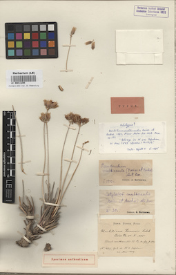 LE 00013285
