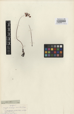 LE 00013339