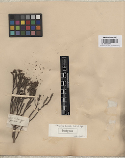 LE 00013370