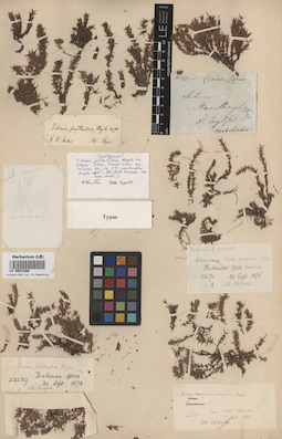 LE 00013386