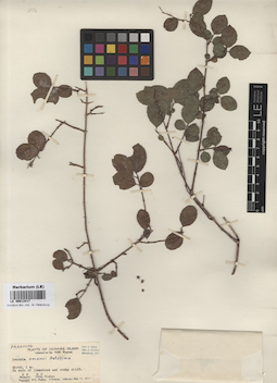 LE 00013417