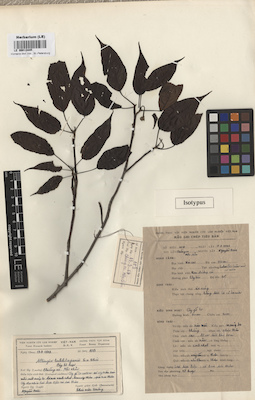 LE 00013445