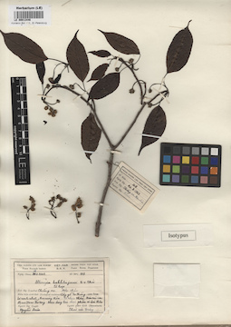 LE 00013446