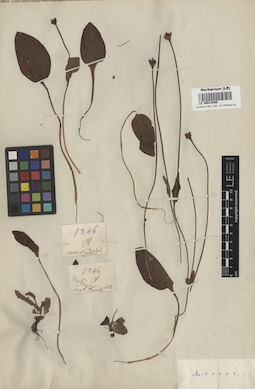 LE 00013450