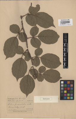 LE 00013527