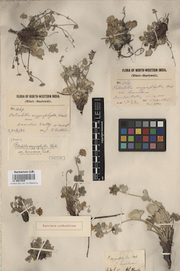 LE 00013535