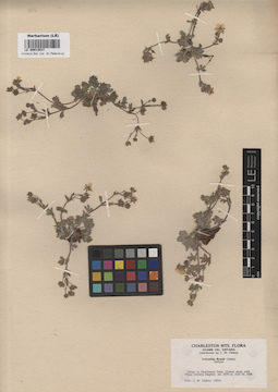 LE 00013537