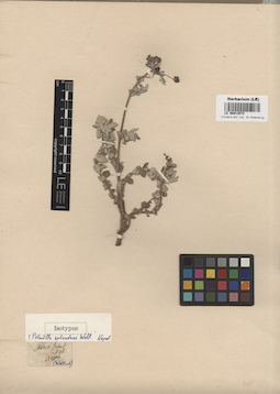LE 00013572