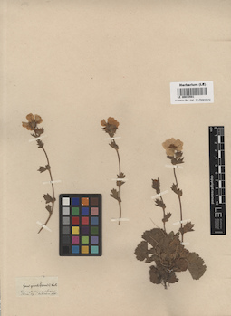 LE 00013581