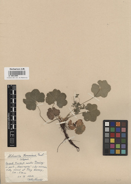 LE 00013595