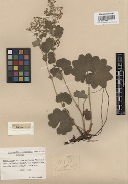 LE 00013598