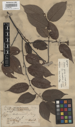 LE 00013631