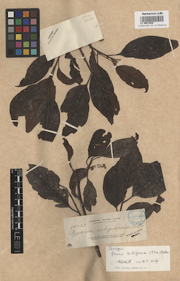 LE 00013645