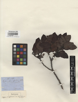 LE 00013647