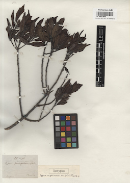LE 00013648