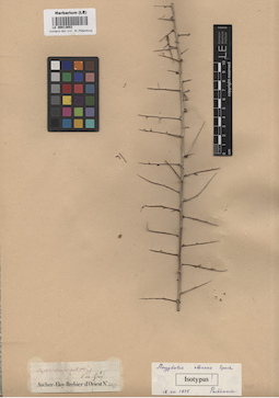 LE 00013653