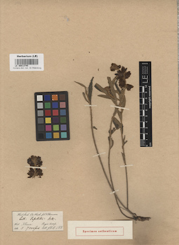 LE 00013745