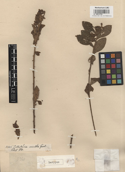 LE 00013752