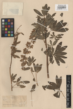 LE 00013756