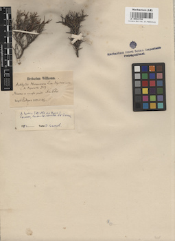 LE 00013784