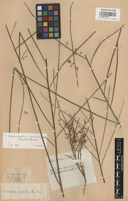 LE 00013786