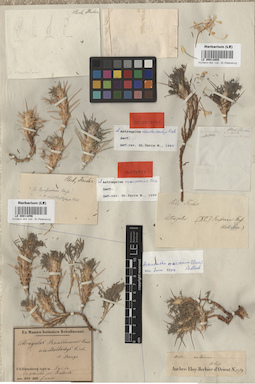 LE 00013855