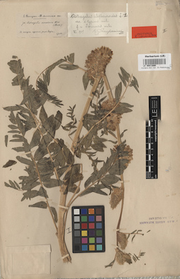 LE 00013866
