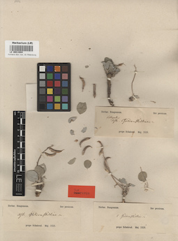 LE 00014004