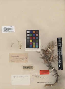 LE 00014153